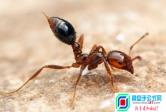 红火蚁位列最危「今日股市行情分析图」险入侵物种,红火蚁原产于美洲南部一带 
